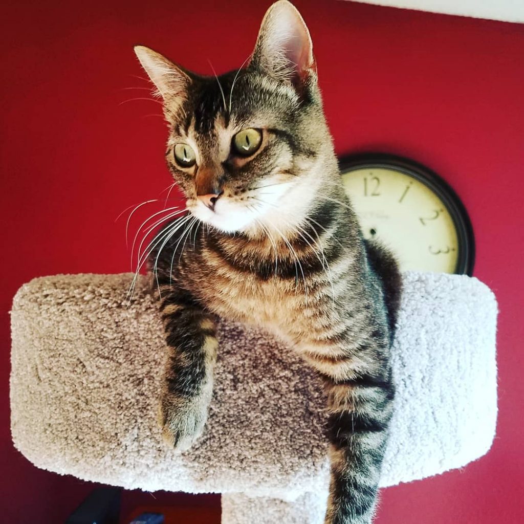 Arbre A Chat Lequel Choisir Chats Autourdesanimaux Arbre A Chat Lequel Choisir Chats Autourdesanimaux