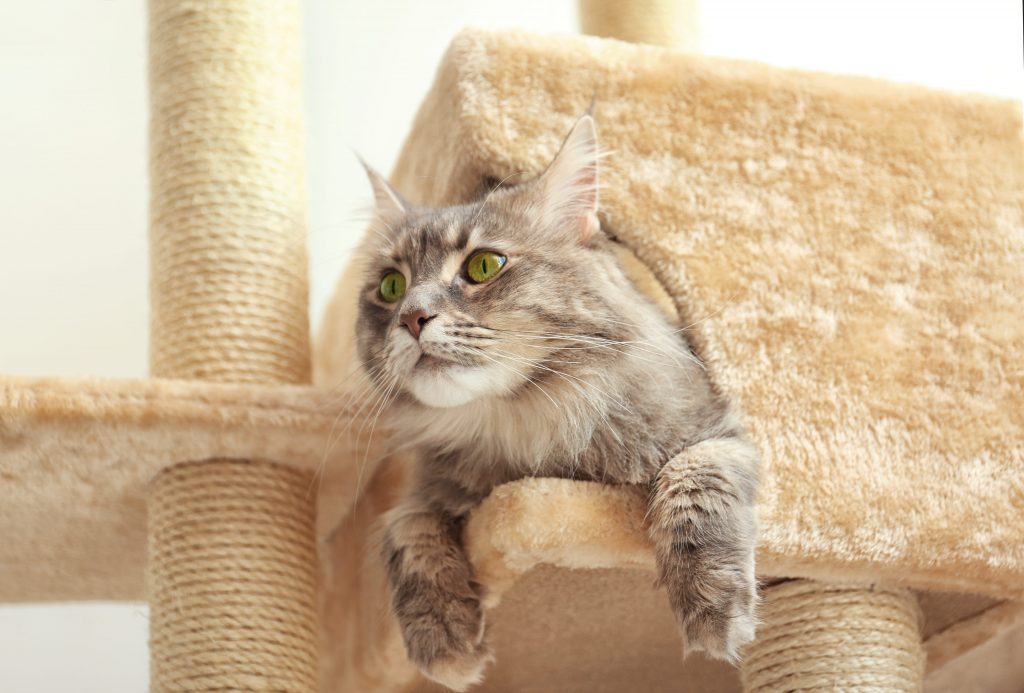 Chat dans son arbre à chat gros plan