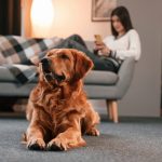 Les meilleures assurances chien en 2025 : guide & comparatif