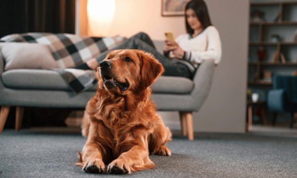 Les meilleures assurances chien en 2025 : guide & comparatif