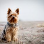 L’assurance pour chien Yorkshire Terrier