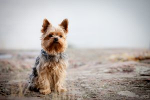 L&rsquo;assurance pour chien Yorkshire Terrier