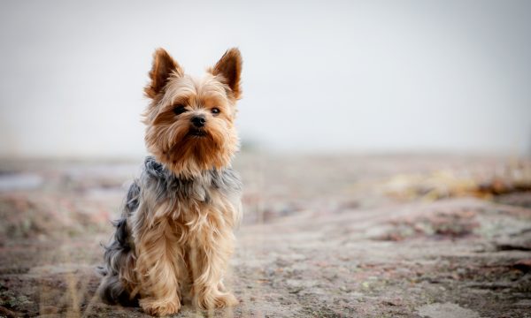 L’assurance pour chien Yorkshire Terrier