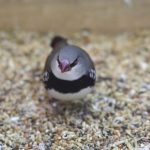 Les maladies des oiseaux exotiques