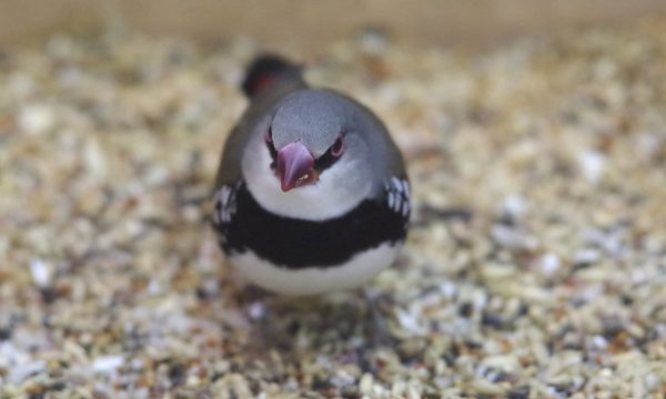 Les maladies des oiseaux exotiques