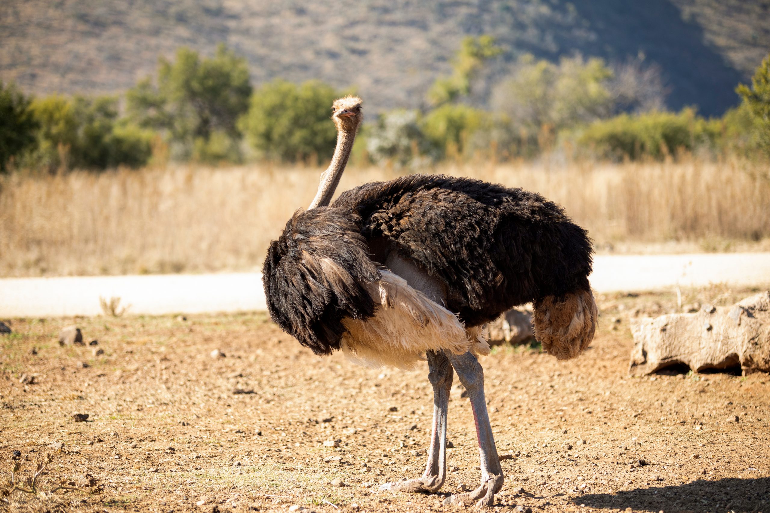 Quel animal est le plus rapide au monde