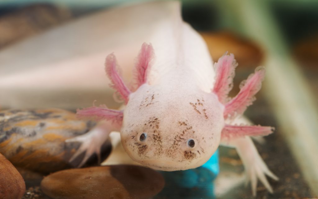 Axolotl dans un aquarium