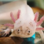 Axolotl : 10 Faits Fascinants à connaître sur cet amphibien