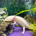 Comment maintenir un Axolotl en Aquarium