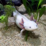 Axolotl : caractéristiques, mode de vie, santé