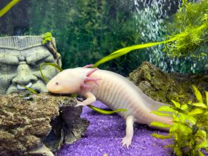 Comment maintenir un Axolotl en Aquarium