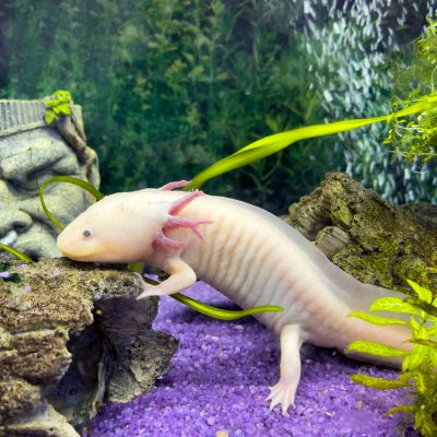 Aménager l’aquarium idéal pour un axolotl