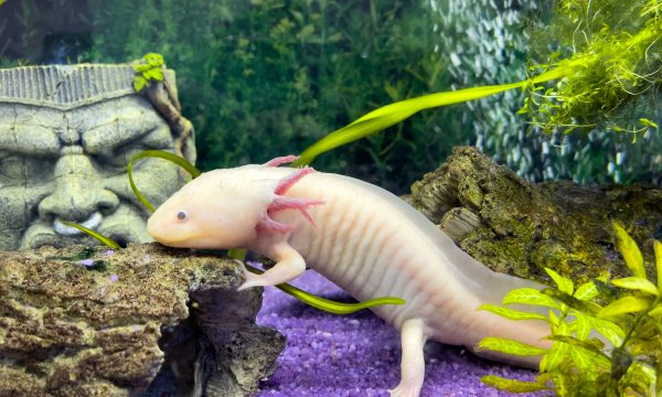Comment maintenir un Axolotl en Aquarium