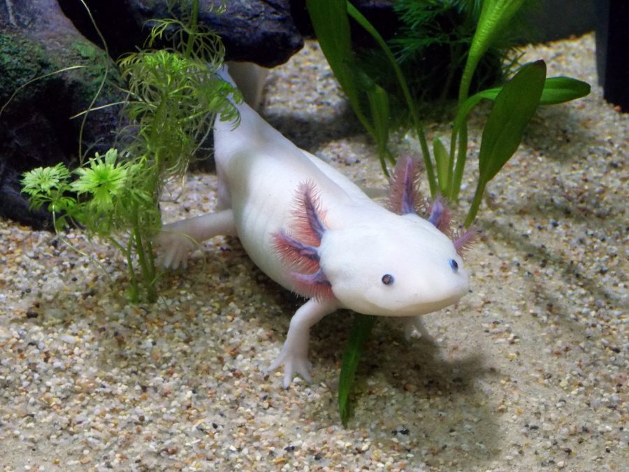 L’Axolotl : tout savoir sur cette salamandre aquatique