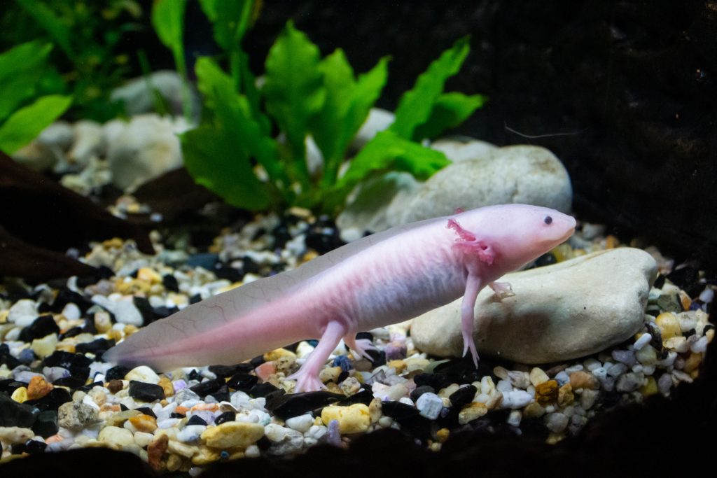 Axolotl qui nage dans un aquarium