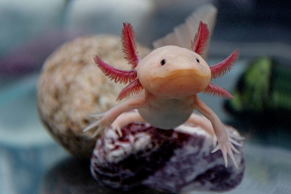 Axolotl de face aquarium