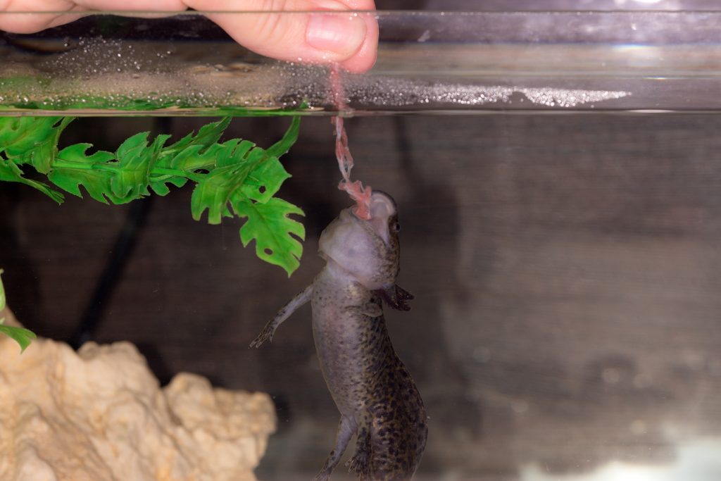 Axolotl qui reçoit de la nourriture dans son aquarium