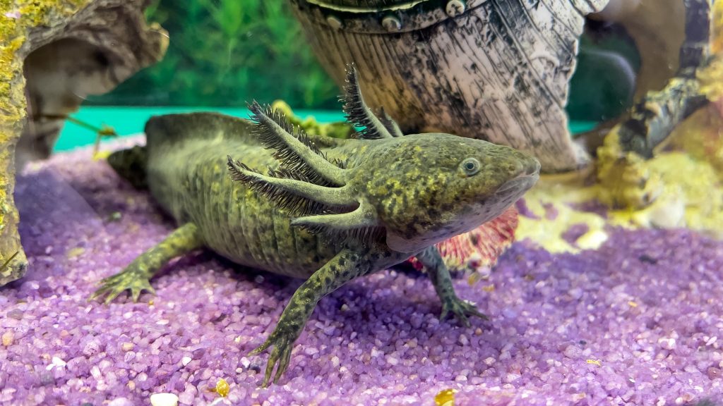 Axolotl vert
