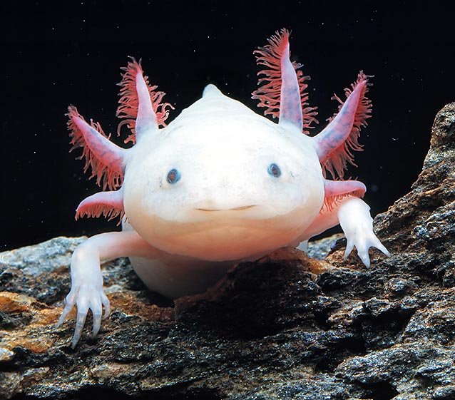 Axolotl dans un aquarium