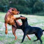 Comment arrêter des chiens qui se bagarrent ?