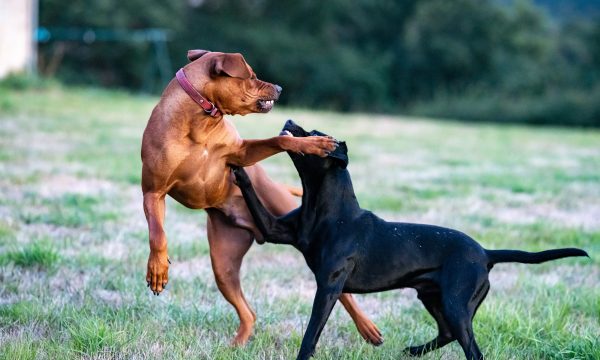 Comment arrêter des chiens qui se bagarrent ?