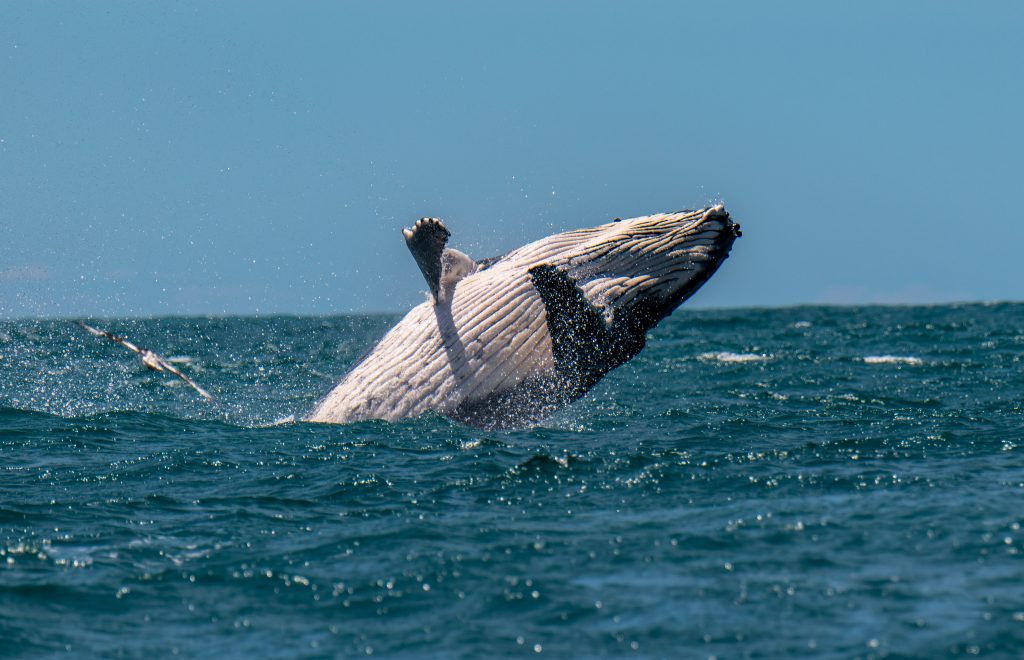 Baleine à bosses, côtes Néo-Zélandaises.