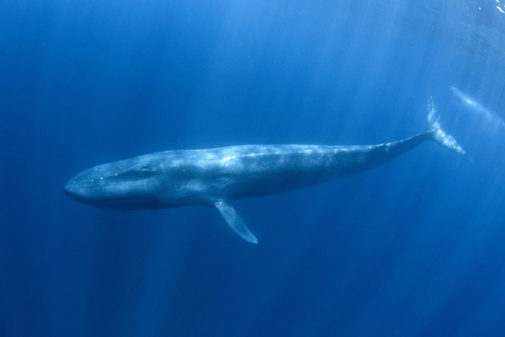 baleine bleue femelle