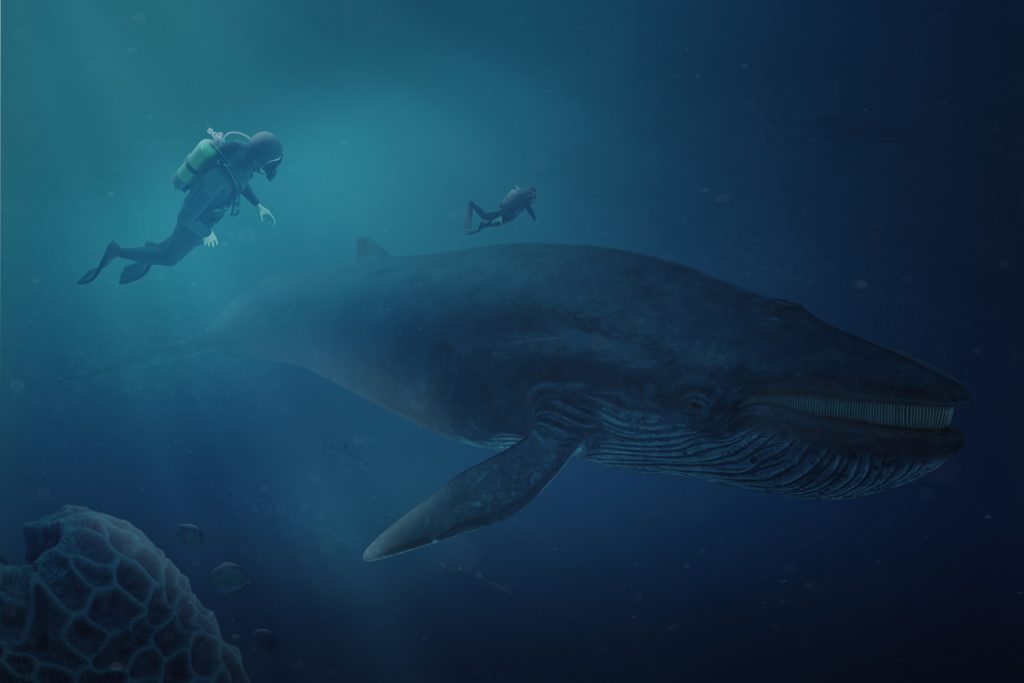 Baleine Bleue