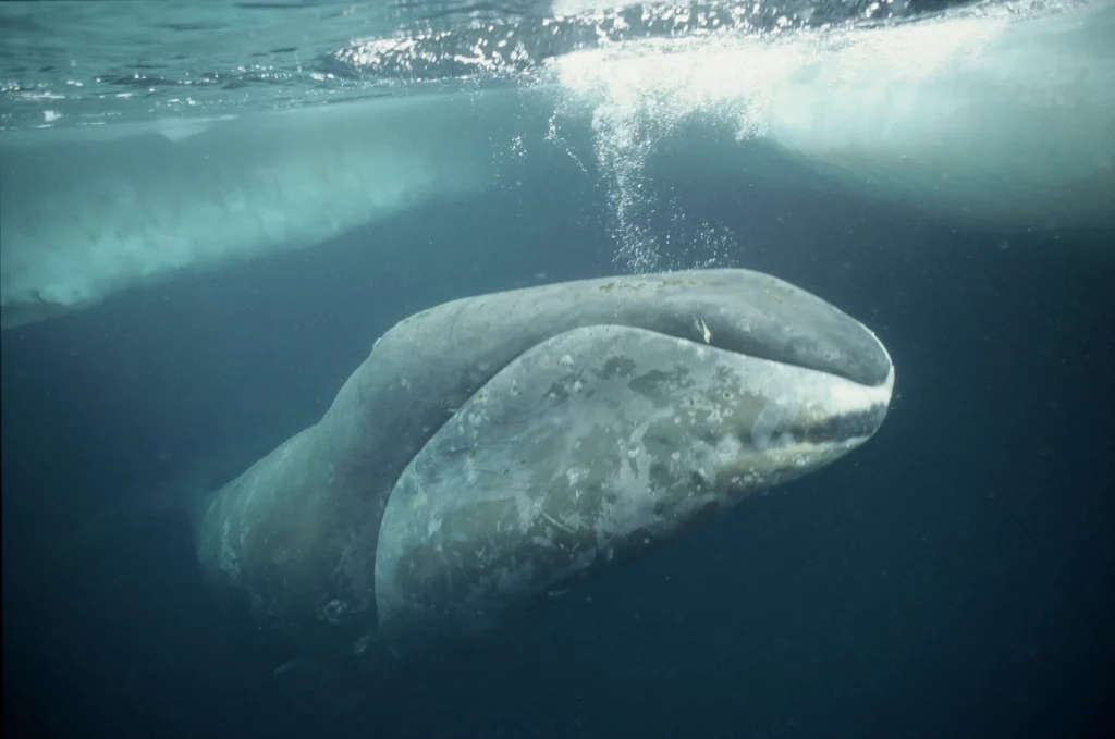 Baleine boréale