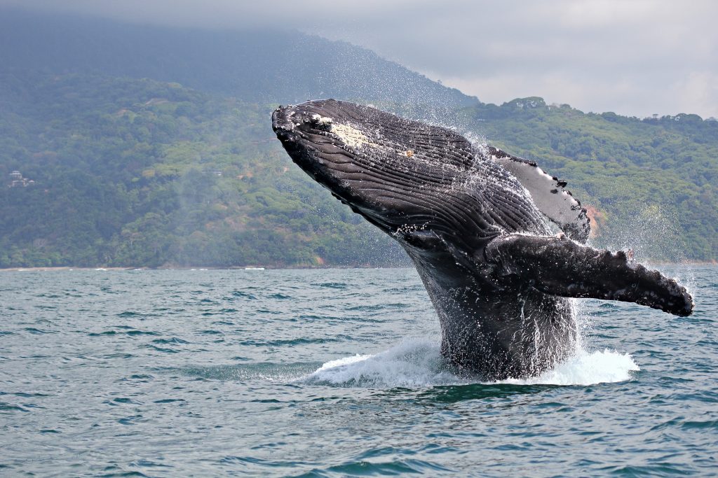 Baleine photographiée au large du Costa Rica