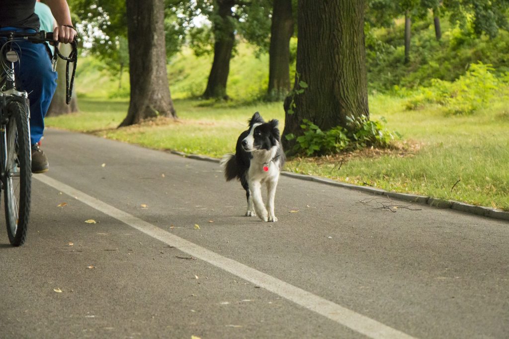 Chien en liberté à côté de son maître à vélo