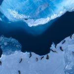 Quels animaux voir en Antarctique durant votre voyage ?