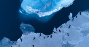 Quels animaux voir en Antarctique durant votre voyage ?