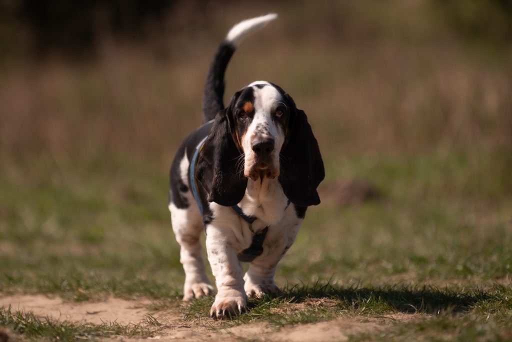 Basset Hound