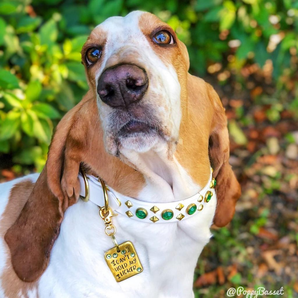 médaille gravé basset