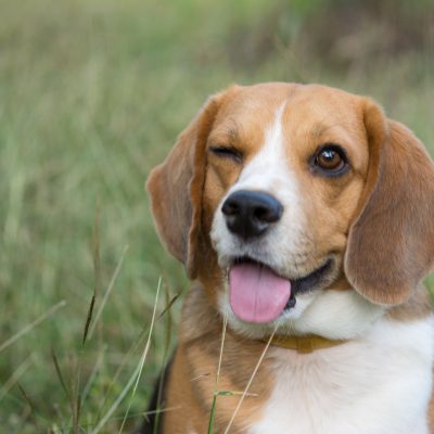 Chiens têtus : 15 races de chiens à connaître