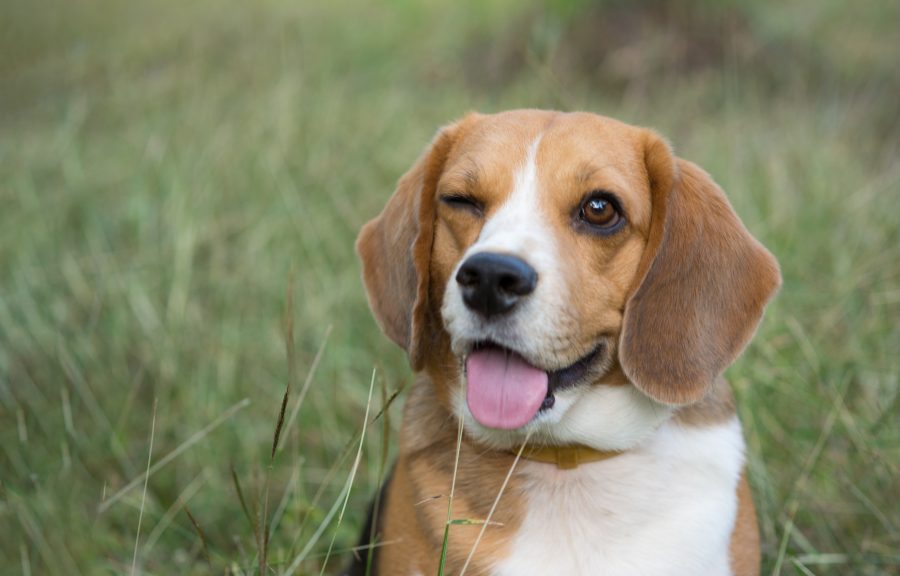 Chiens têtus : 15 races de chiens à connaître