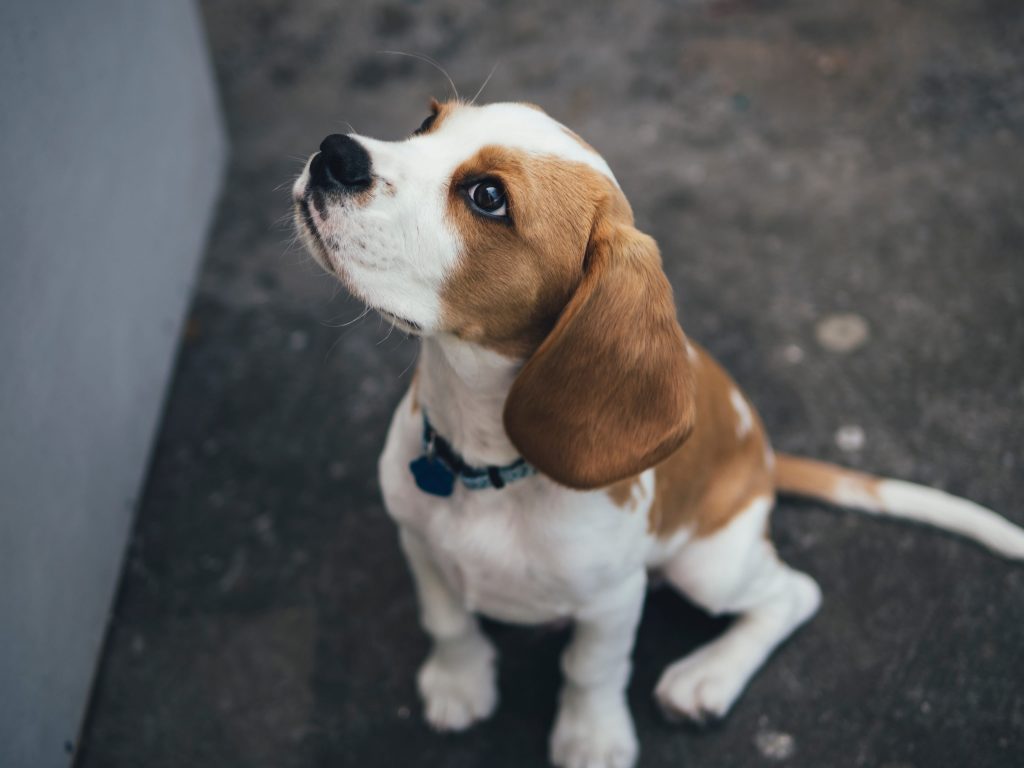 Chien beagle