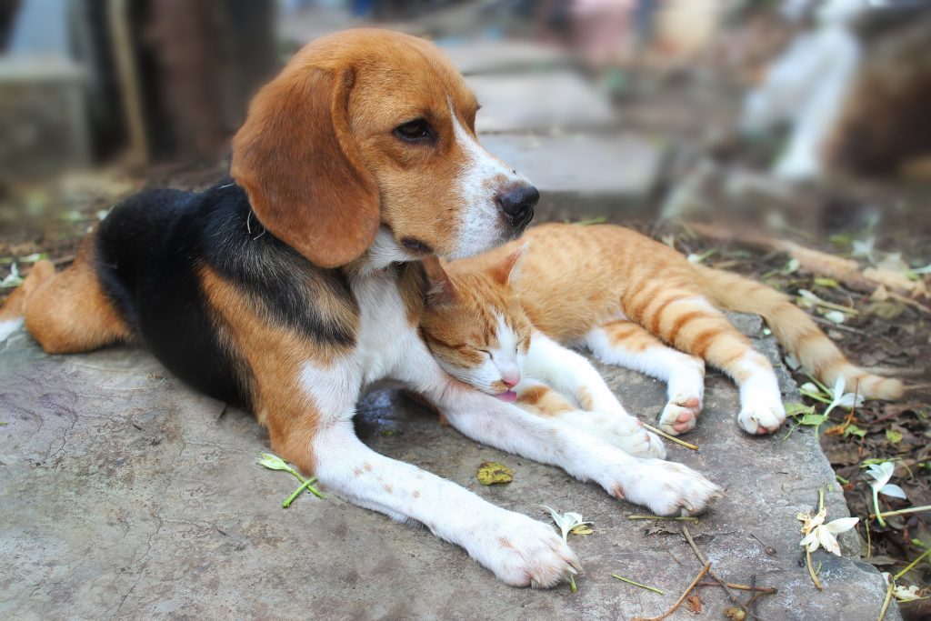 Beagle et chat