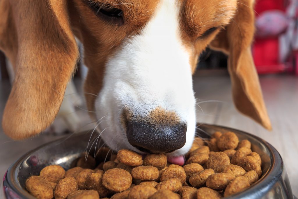 Chien beagle qui mange sa gamelle