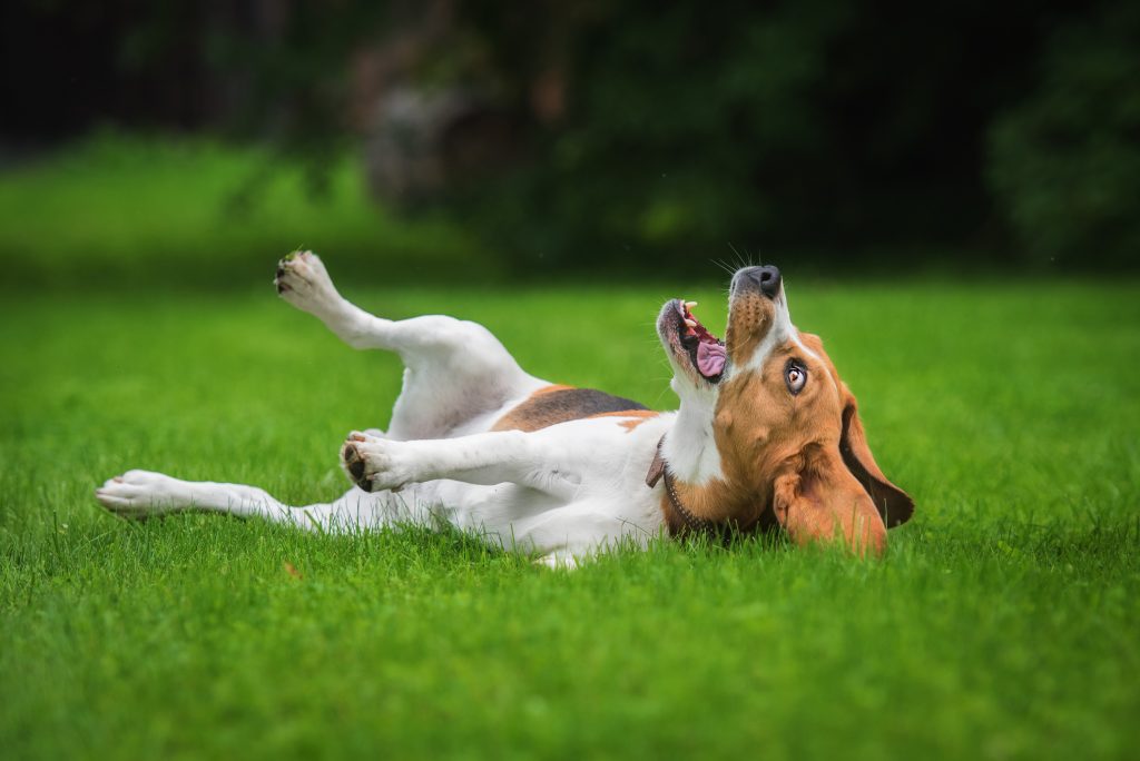 Un beagle qui se roule par terre dans une crotte de chien
