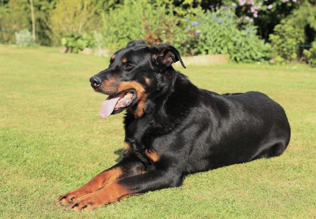 Beauceron