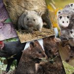 Top 7 Animaux qui portent leurs petits dans une poche