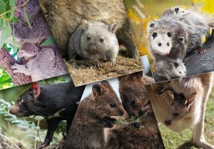 Top 7 Animaux qui portent leurs petits dans une poche