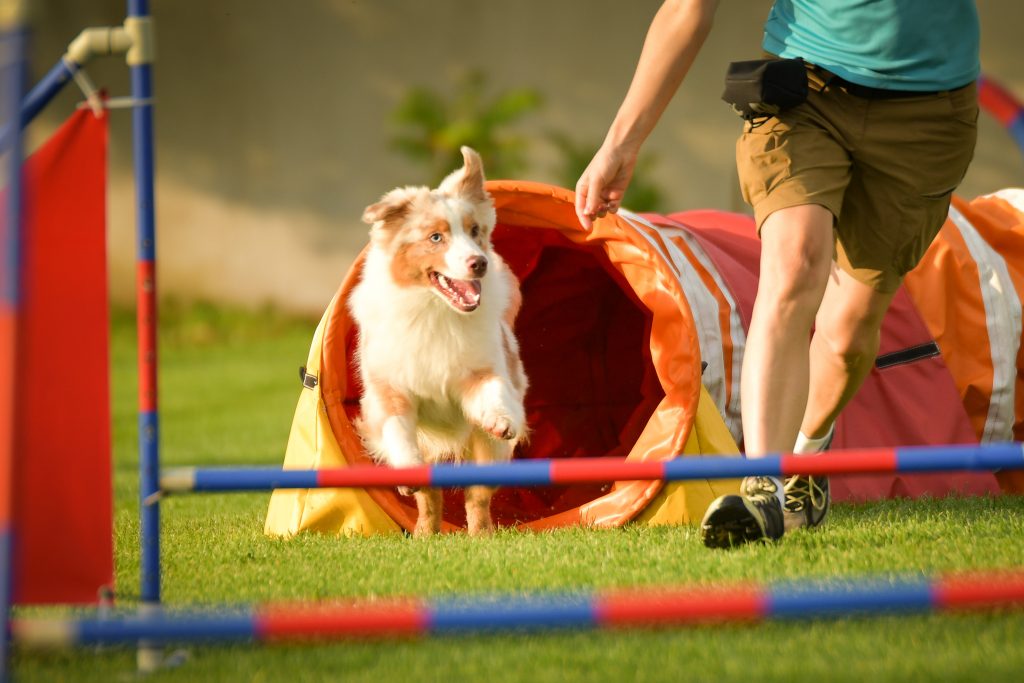 Berger Australien en Agility