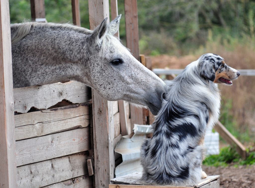 Chien qui cohabite avec un cheval