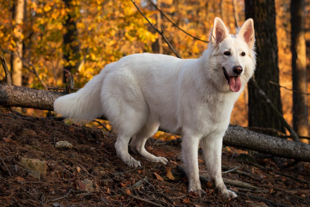 Le Berger Blanc Suisse