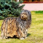 Chiens les plus rares au monde : Top 19 races à découvrir