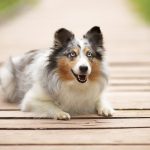 Chiens aux yeux bleus : Top 10 des plus belles races