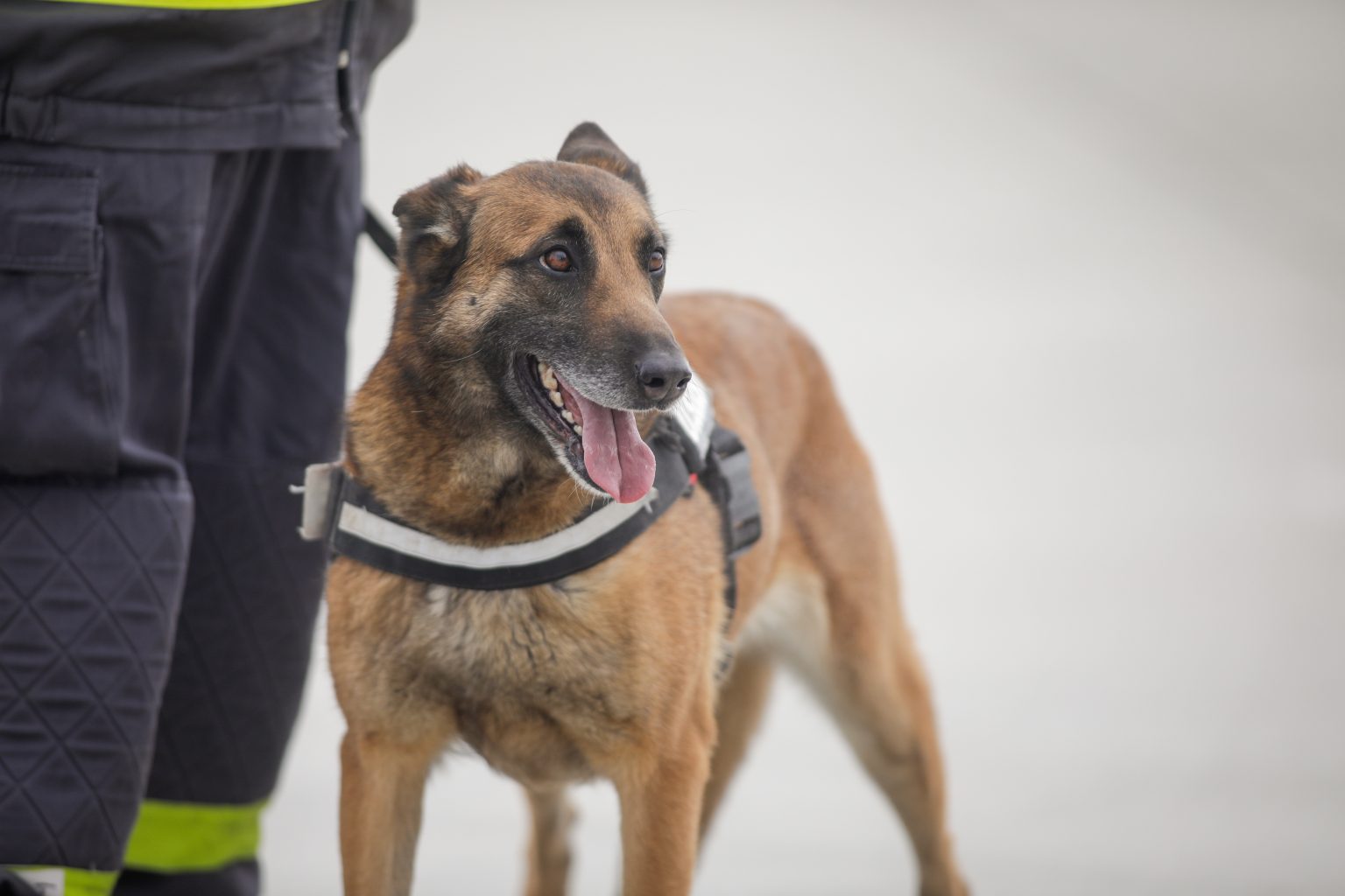 Chiens de garde : Top 10 races protectrices à connaître